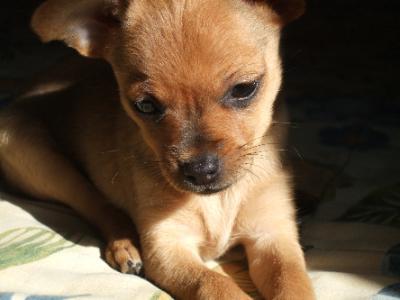 mini toy terrier