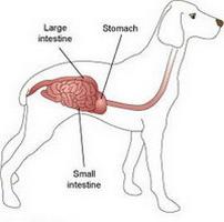 intestini di cane