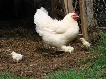 Ентомозан са упутствима за употребу за пилиће