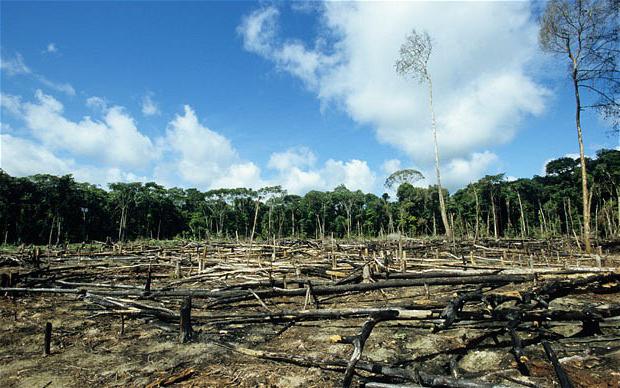 Ekologické problémy.  Odlesňování.