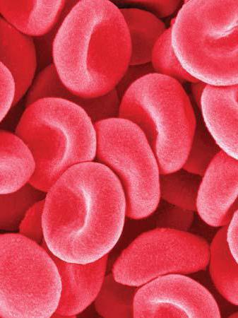 червени кръвни клетки в урината при деца