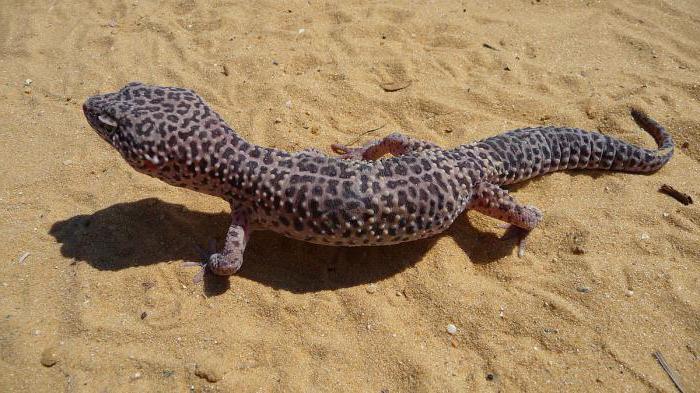 skvrnitý leopard eublefar