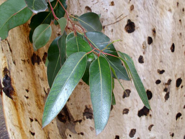 nalewka z eukaliptusa
