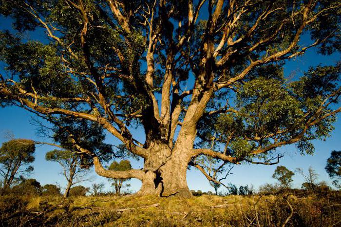 výška stromu eukalyptu