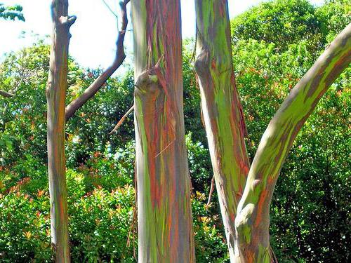 eukalyptus nejvyšší stromy na světě