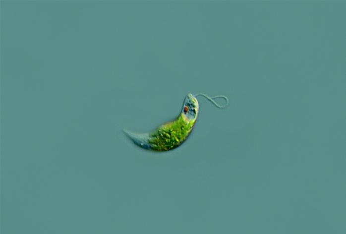 euglena verde