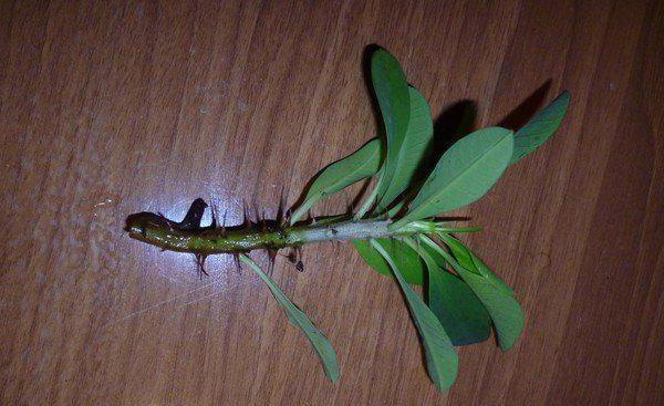 Euphorbia mile zdjęcie