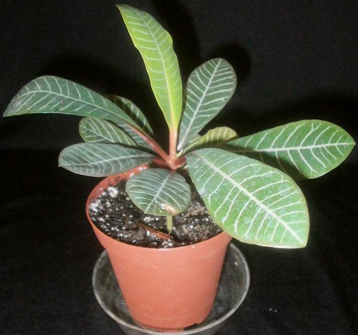 Euphorbia péče doma