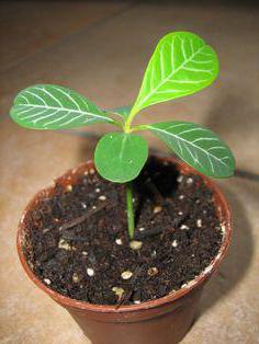 Euphorbia gojenje belih obrazov