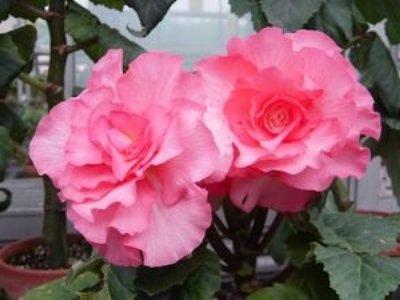 begonia room care