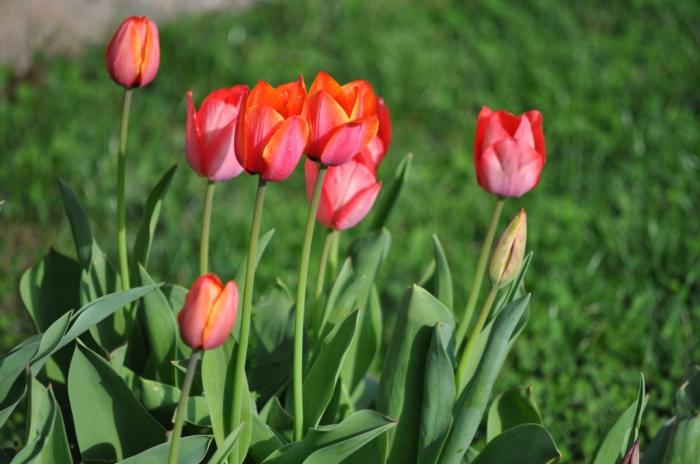 když jsou vysázeny tulipány
