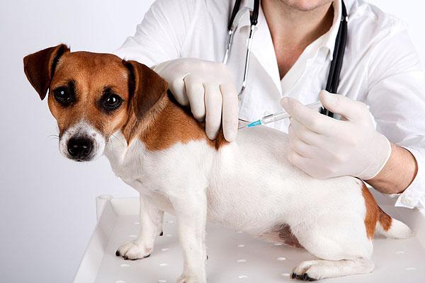Vaccinazioni per cani
