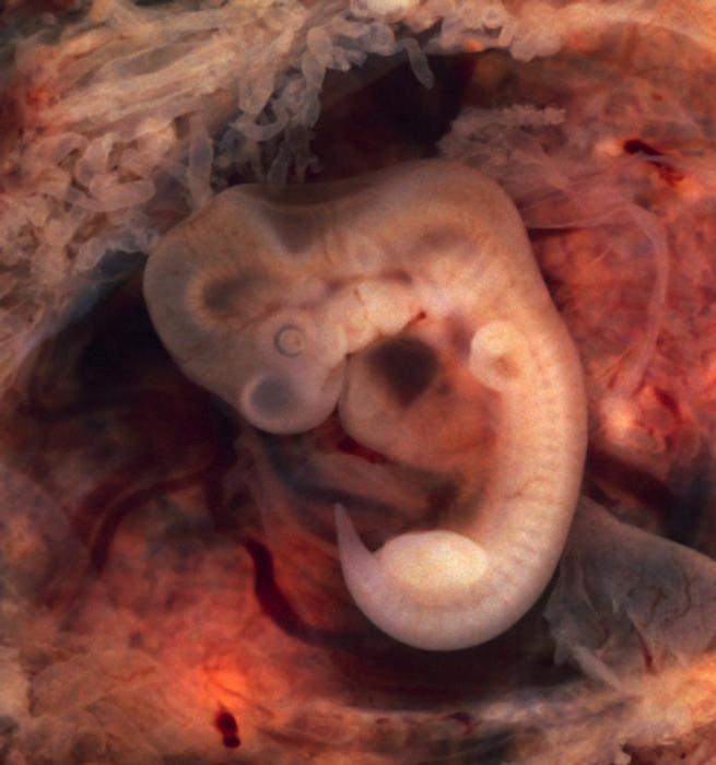 důkaz o vývoji embryonálního zvířete
