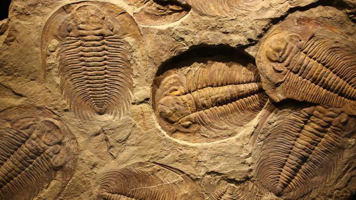доказателства за еволюцията палеонтологични