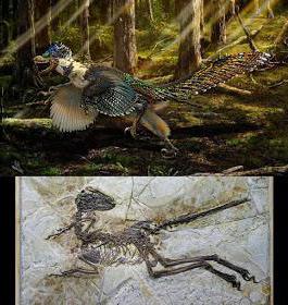 палеонтолошким доказима еволуције