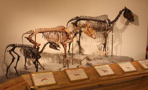 důkaz evoluce paleontologické