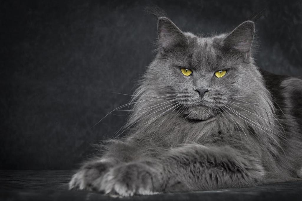 Maine Coon bellissima