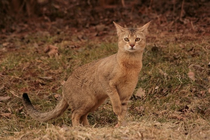 Цхаузи - духова мачка