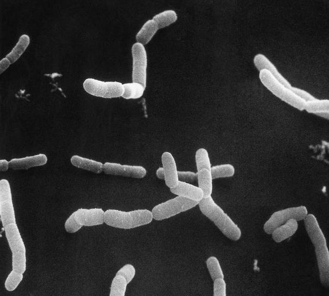 esempi di batteri nemici