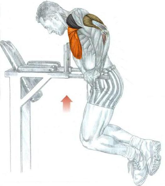 ćwiczenia na nierównych prętach, które działają na mięśnie