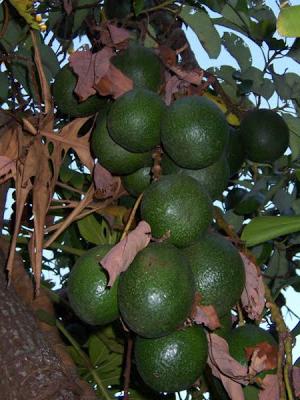 tipi di avocado