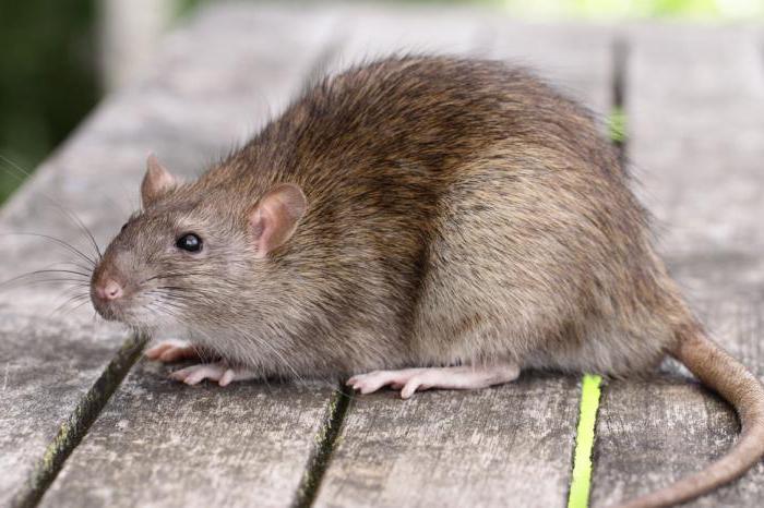 vyhlazení potkanů ​​a myší