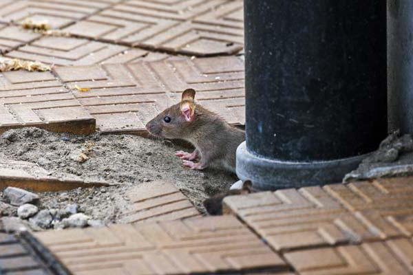 sterminio di ratti nelle case