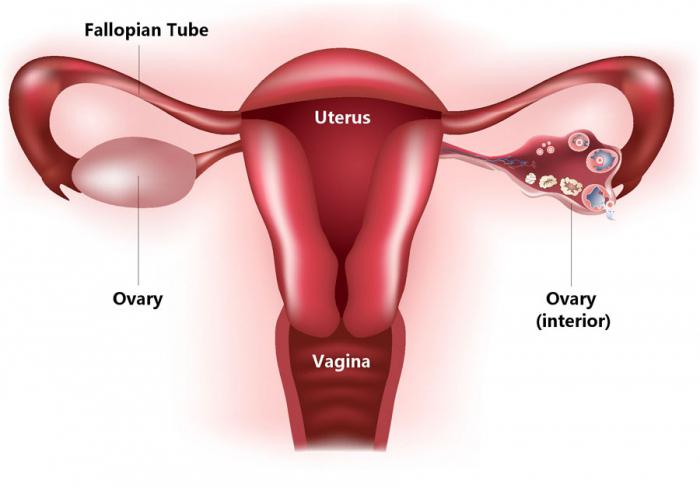 anatomie pohlavních orgánů u žen