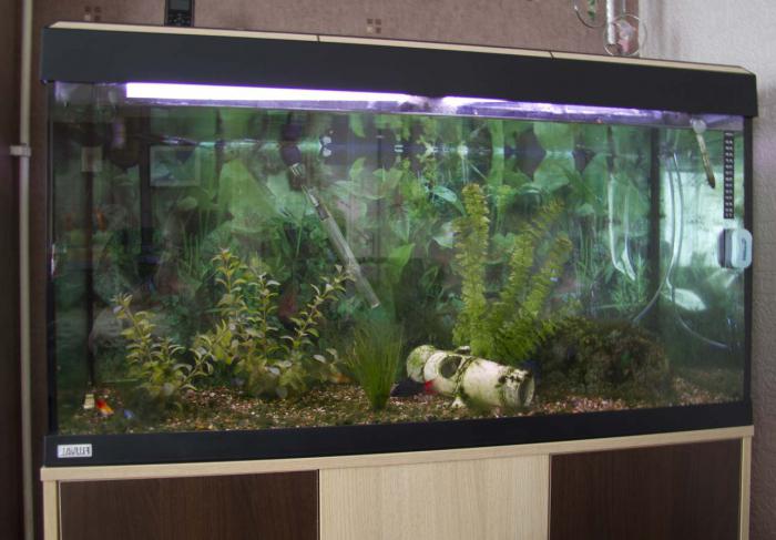 как да направите филтър за аквариум