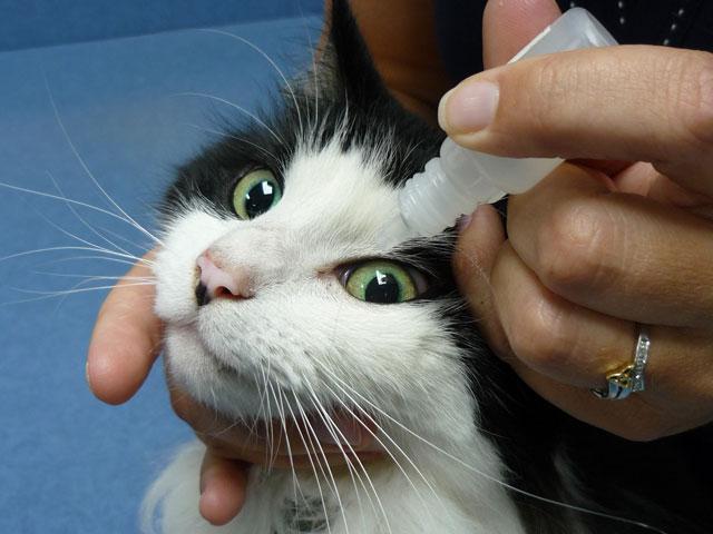 malattia degli occhi nella foto dei gatti