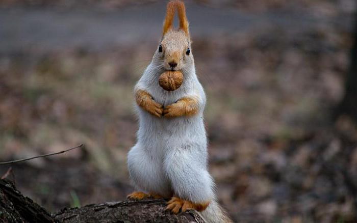 Kaj jesti veverice?