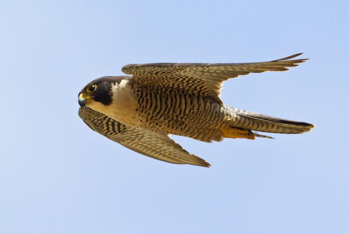 falco in inverno