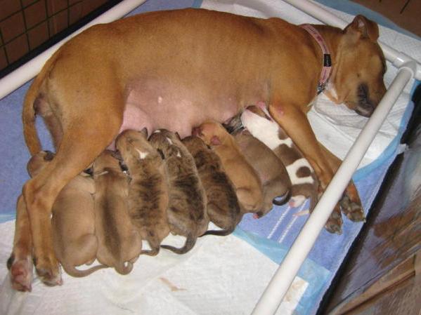 ciąża u psów
