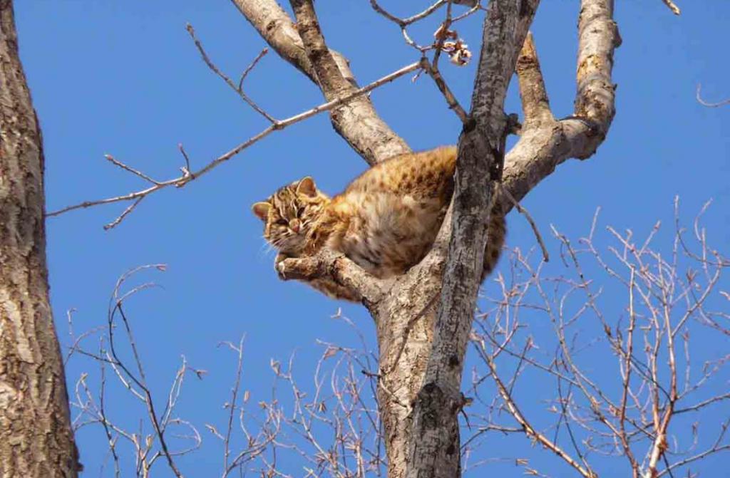Амурска котка на дърво