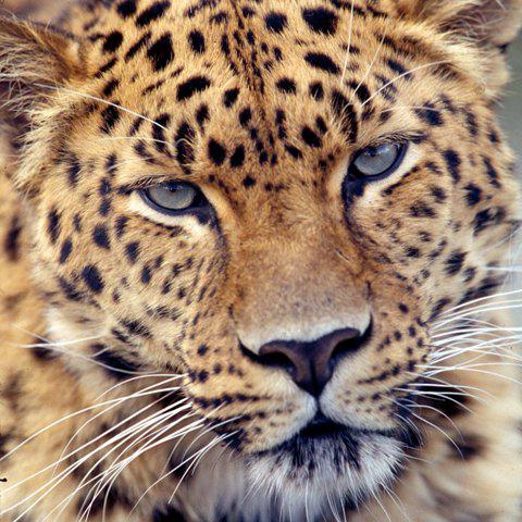 Foto del leopardo dell'Estremo Oriente