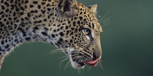 Amurský leopard
