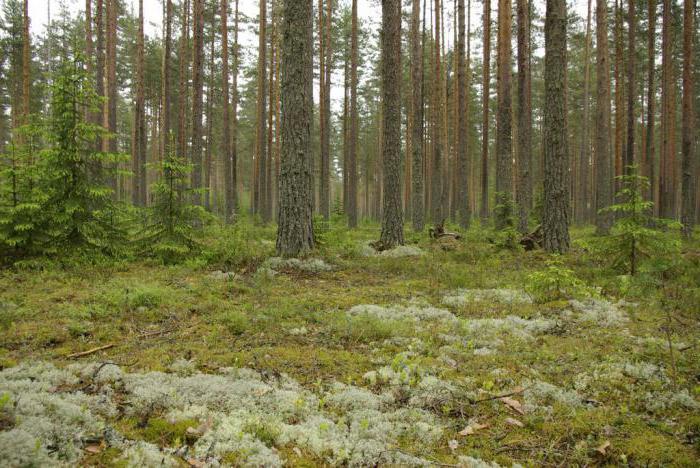 Natura Republiki Karelii