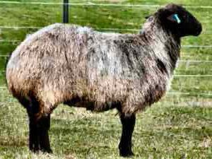 tłuste owce owiec krótki opis