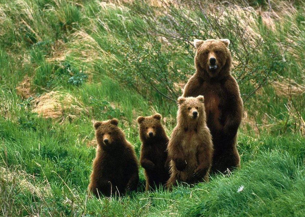 hnědý medvěd rodina