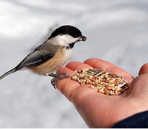 храносмилателната система за домашни птици за кратко