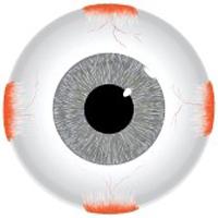 oční struktury