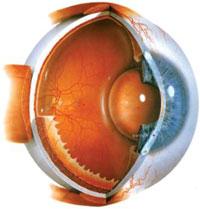 oční anatomie
