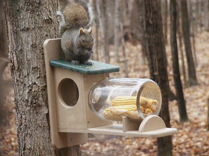alimentatore di scoiattoli con le tue mani