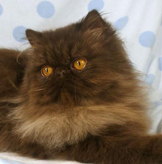 Шоколадная персидская кошка. Перс экзот экстремал черный. Шоколадный персидский кот. Персидские шоколадные котята. Персидский Кол шоколадный.