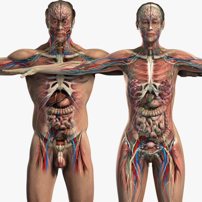 anatomii ženských pohlavních orgánů