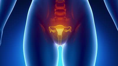 anatomii ženského reprodukčního systému