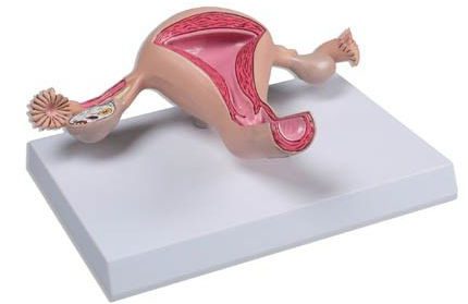 анатомия на женските органи
