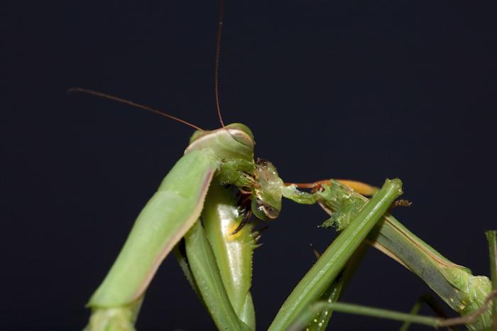 ženke mantis nakon parenja