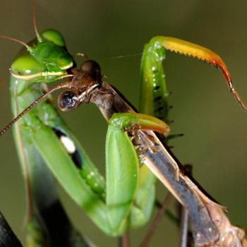 proč mantis ženy jedí mužské