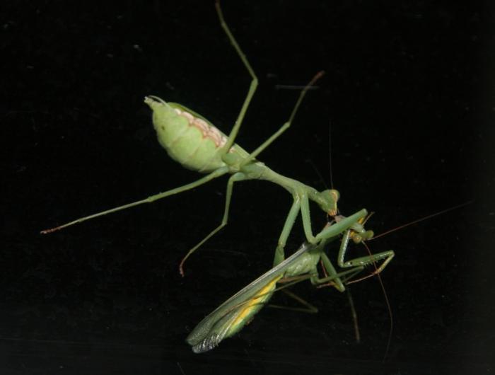 mantis jede mužjaka nakon parenja